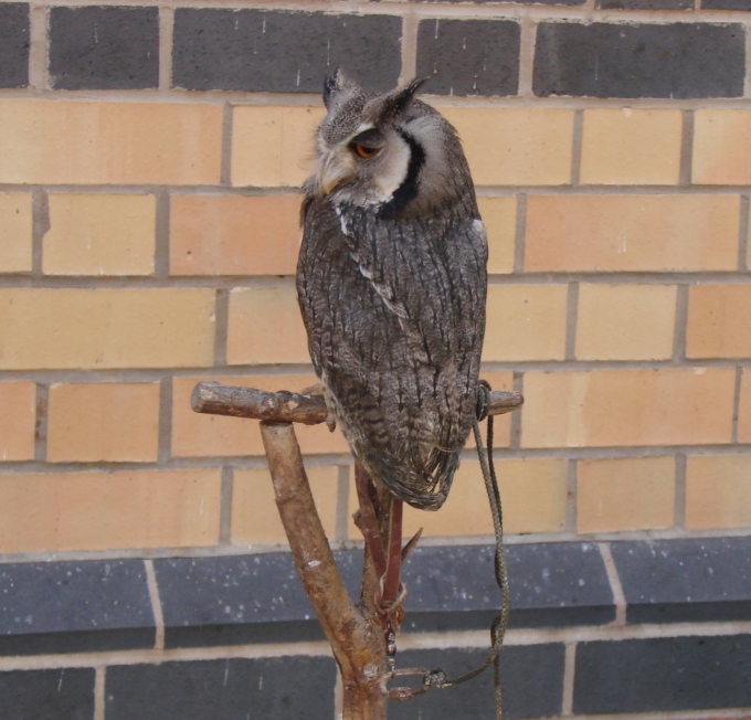Scopes Owl - female